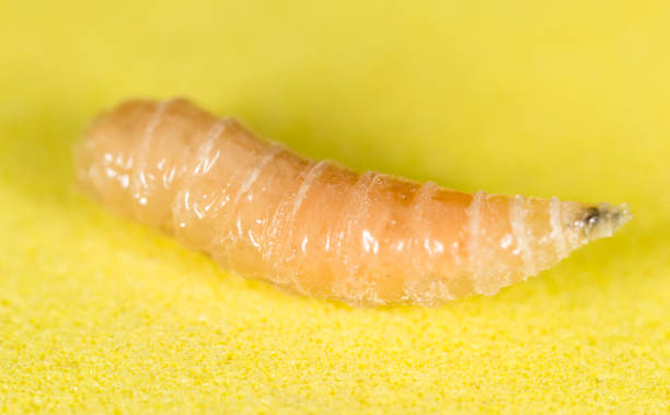 istock worm of maggots on a yellow background 873130144