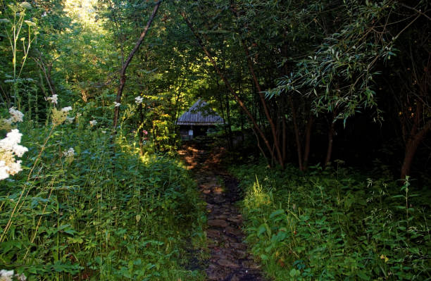 istock path from stone in the forest in summer 873131310