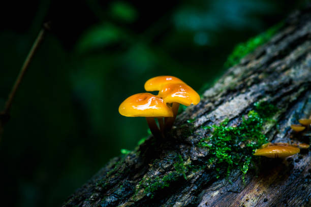 istock Beautiful mushrooms in the forest 873137056
