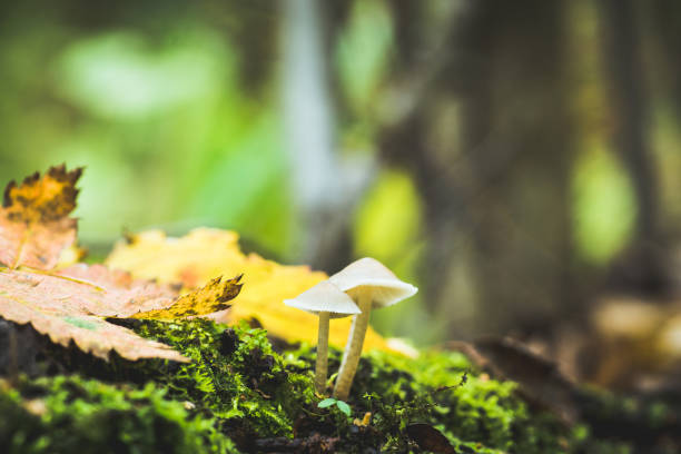 istock Beautiful mushrooms in the forest 873137142