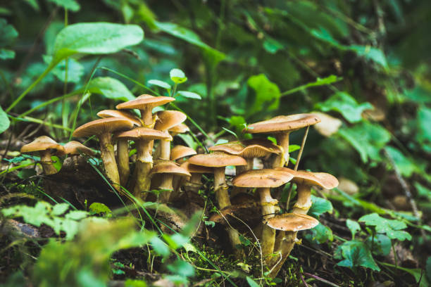 istock Beautiful mushrooms in the forest 873137166