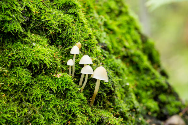 istock Beautiful mushrooms in the forest 873137216