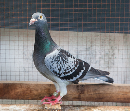 A brown pigeon symbolizes fertility, luck, transformation, new beginnings, and purity. Brown pigeons mate for life and are considered a symbol of fidelity.