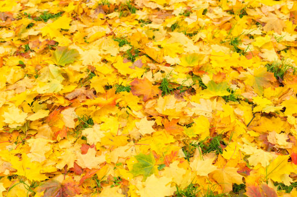 istock Background of autumn leaves 873140476