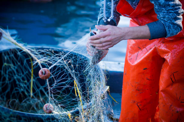 pescador durante la limpieza de las mallas de los pescados - industria de la pesca fotografías e imágenes de stock