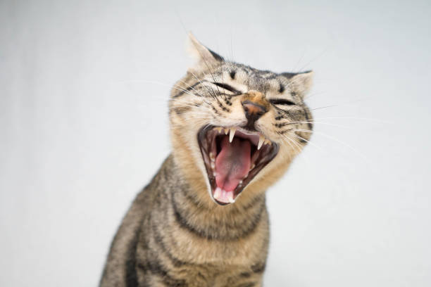 Cat Cat（Yawn） cat sticking tongue out stock pictures, royalty-free photos & images