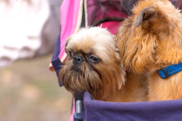 istock Brussels Griffon dog close-up 873140996