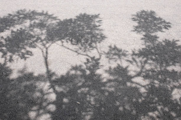 istock Shadow of tree on the road. Black and White tone. 873141192