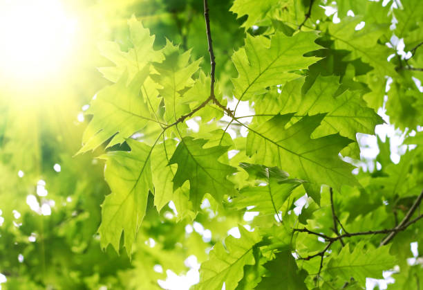 istock Beautiful spring leaves of maple tree with sunlight 873145726