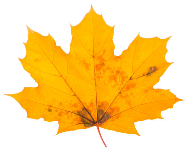 yellow maple leaf on a white background is the most commonly used sun symbol yellow maple leaf on a white background is the most commonly used sun symbol. canadian coin stock pictures, royalty-free photos & images
