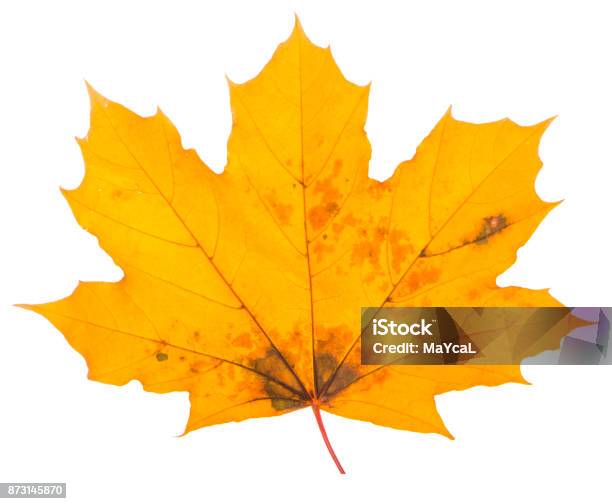 Yellow Maple Leaf On A White Background Is The Most Commonly Used Sun Symbol Stock Photo - Download Image Now