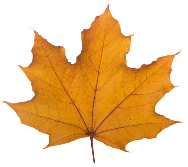 istock yellow maple leaf on a white background is the most commonly used sun symbol 873146864