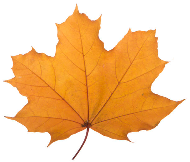 istock yellow maple leaf on a white background is the most commonly used sun symbol 873146928
