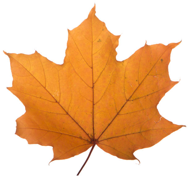 istock yellow maple leaf on a white background is the most commonly used sun symbol 873146976