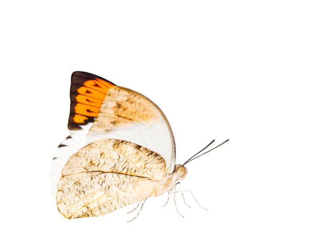 istock Isolated close up of great orange tip butterfly ( Anthocharis cardamines ) on white 873147000