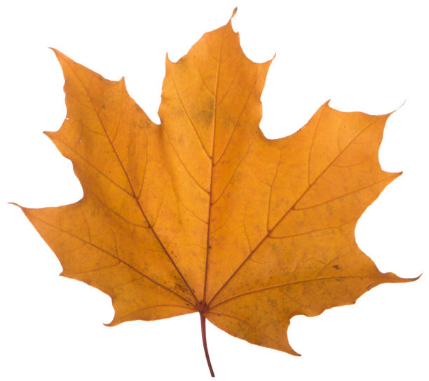 istock yellow maple leaf on a white background is the most commonly used sun symbol 873147002