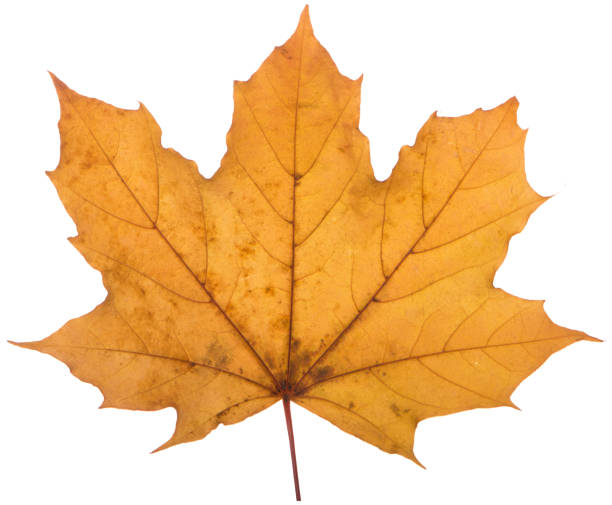 istock yellow maple leaf on a white background is the most commonly used sun symbol 873147066
