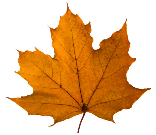 istock yellow maple leaf on a white background is the most commonly used sun symbol 873152572