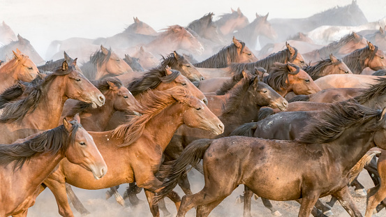 Kayseri, Turkey, August 2017: Horses running gallop n group in dust