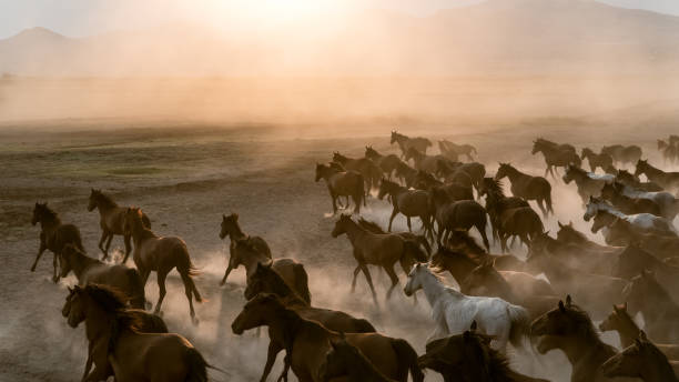 istock Horses run gallop in dust 873153004