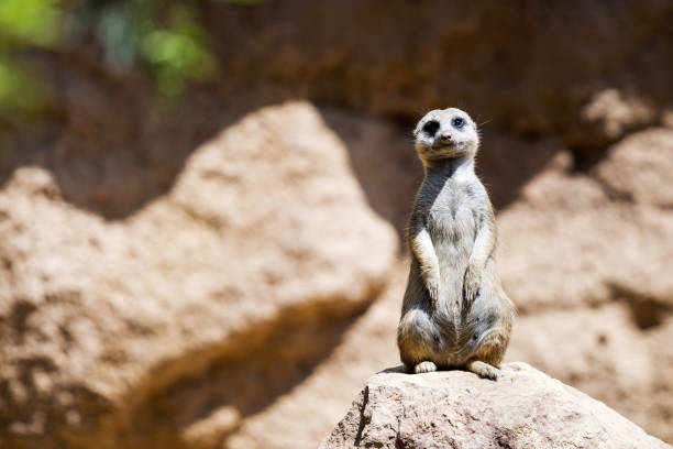 Meerkat (Surikate) looking at camera and sitting on rock.