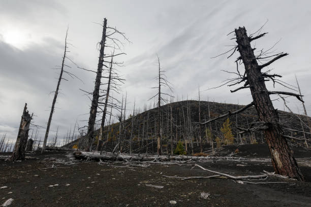 istock Natural disaster: Dead Wood (Dead Forest) on Kamchatka Peninsula 873157972