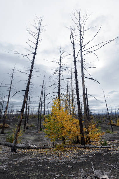 istock Natural disaster: burnt tree in Dead Wood (Dead Forest) on Kamchatka Peninsula 873158402