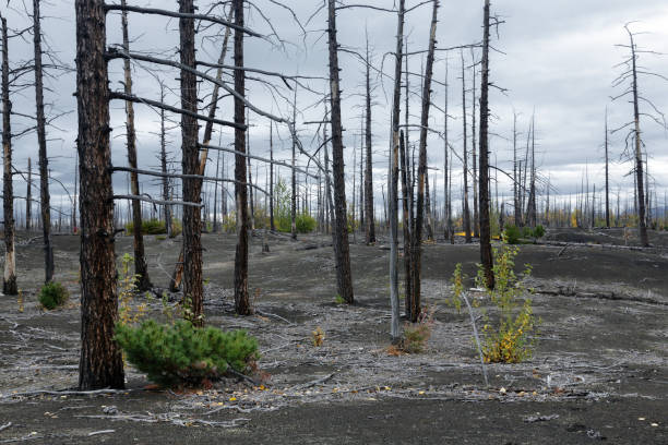 istock Natural disaster on Kamchatka Peninsula: burnt tree in Dead Wood (Dead Forest) 873160520