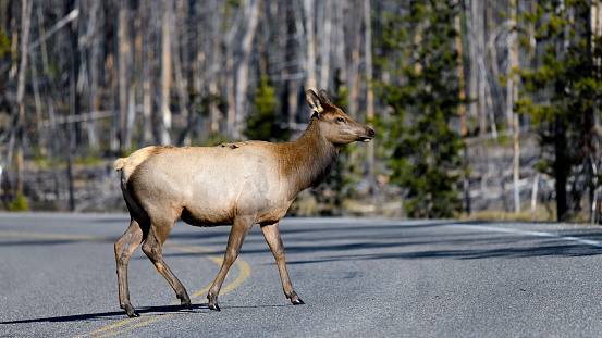 Elk crossing the road in Yellowstone National Park.