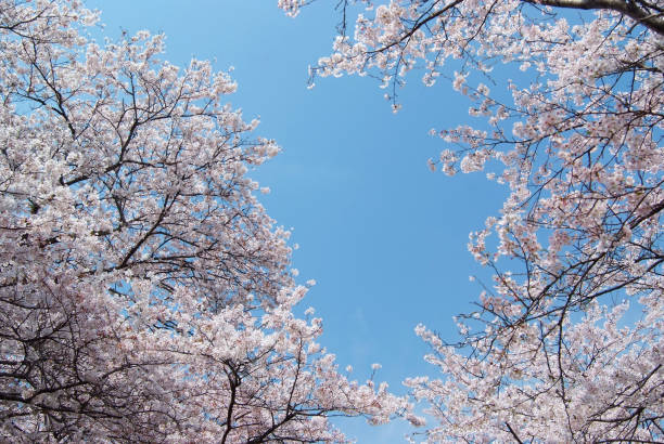 istock Blue sky beyond the cherry blossom branch 873170068