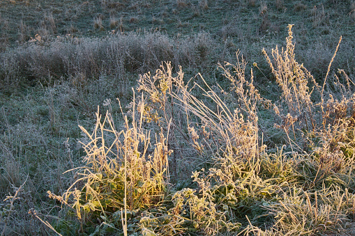 The first frost in autumn, frost on grass and sunshine close-up