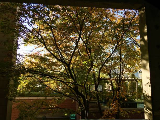 istock Colorful leaves in Seoul_10 873173878