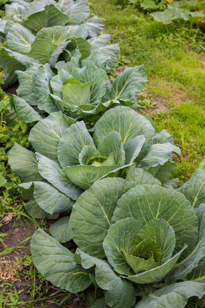 istock Background with a big fresh cabbage cabbage closeup. Cabbage cabbage on the bed 873176570