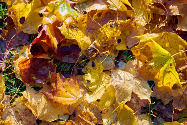 istock Fallen yellow leaves in autumn closeup 873176614
