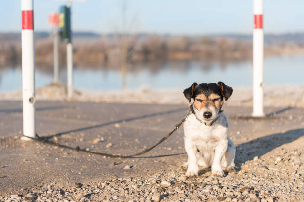 dog exposed and tethered
