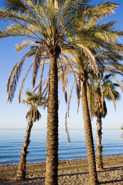 istock Palm Trees on Marbella Beach in Spain 873176652