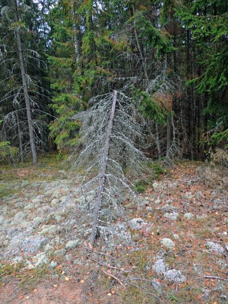 istock The fallen tree in a dense coniferous forest overgrown with lichen 873179934