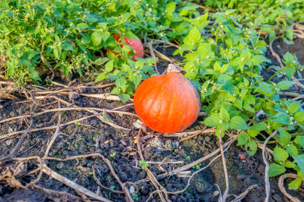 Small orange colored pumpkins left behind on the field during the harvest. Fresh green weeds growing among the withered stalks and leaves of the pumpkin plant.