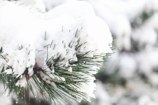 istock Snow lies on pine branch close up 873180596