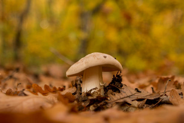 istock Mushroom in autumn forest 873181332