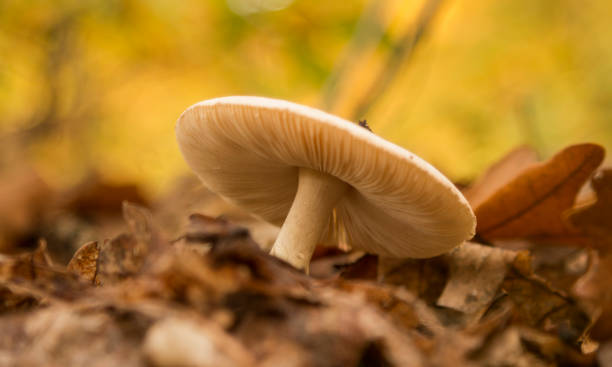 istock Mushroom in autumn forest 873181970