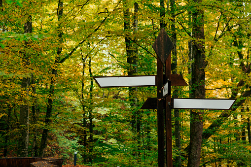 Directional signs in the forest
