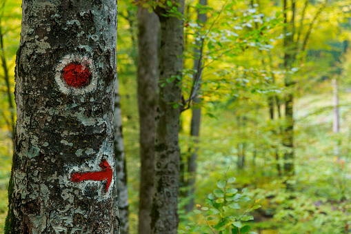 Hiking route sign on tree. Red arrow and circle