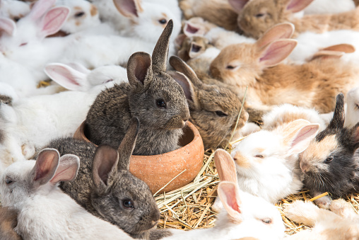 Group of Rabbits resting in pet shop and wait for buyer. Animal and Lovely pets concept