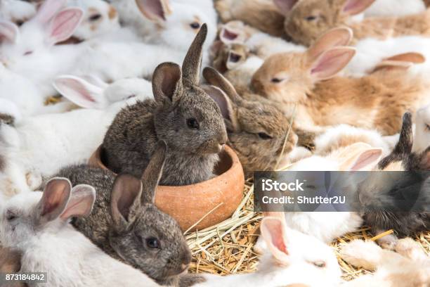 Group Of Rabbits Resting In Pet Shop And Wait For Buyer Animal And Lovely Pets Concept Stock Photo - Download Image Now