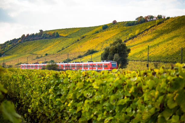 ein zug fährt durch herbstliche weinberge - nierstein fotos stock-fotos und bilder