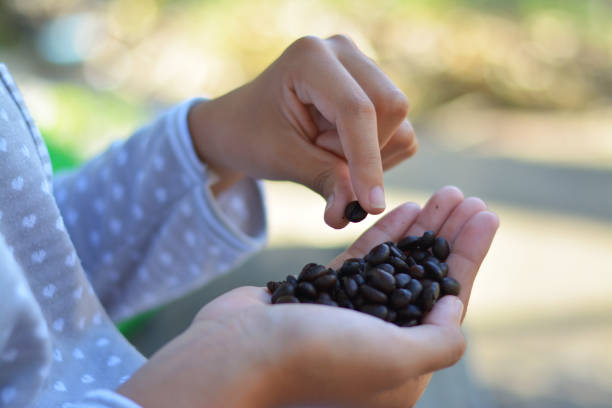 Girl pick out arabica coffee bean.