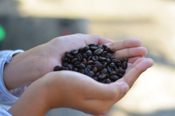 istock Girl hold black coffee beans in her hand. 873189362