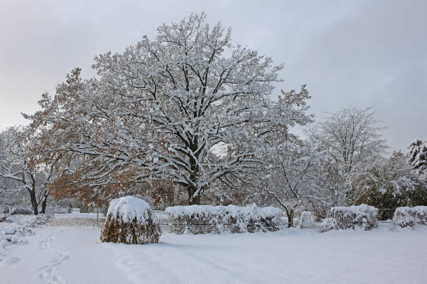 istock Snow-covered park in the sunny day 873191888