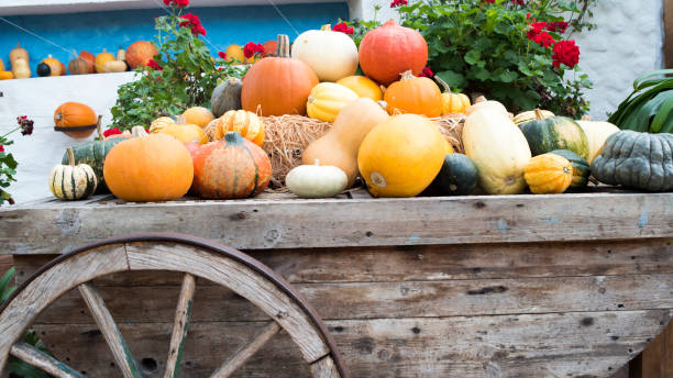 istock Pumpkins and Squash Vegetables on Old Wooden Cart 873192202
